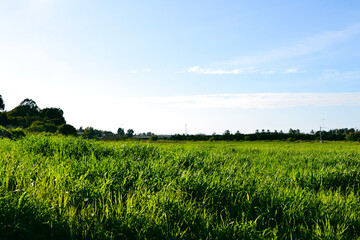 field of wheat