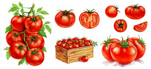 Tomatoes In The Box, Tomatoes With A Leaf, Tomatoes On A Branch. Set Of Watercolor Illustrations For Labels, Menus, Or Packaging Design.