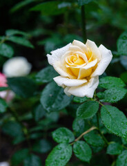 Beautiful  yellow rose after rain  in Moscow oblast