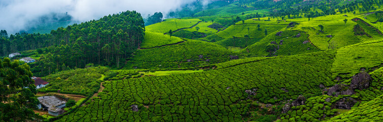 Panoramic beautiful tea plantations in hills near Munnar, Kerala, India.