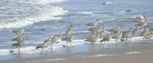 Hudsonian Whimbrels In Surf On Oregon Beach