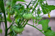 Young green tomato on vine