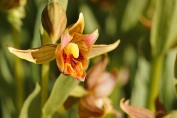 Wall Mural - beautiful epipactis gigantea flower in a garden