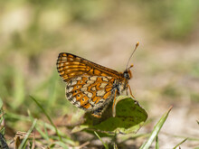 Marsh Fritillary Butterfly Resting On Grass