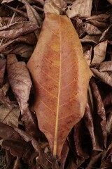 Beautiful of brown dried leaves nature background or texture