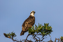 Osprey Perched On Banksia Tree
