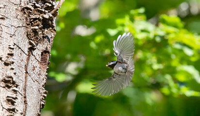 Wall Mural - Chestnut backed Chickadee