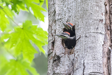 Wall Mural - pileated woodpecker chicks