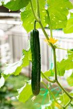 Growing Fruit Of Cucumber （Cucumis Sativus) In The Home Garden In Japan