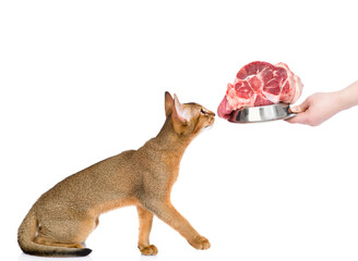 Wall Mural - Abyssinian cat looking at bowl of the meat. isolated on white background