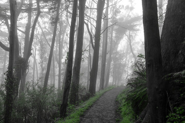 Wall Mural - Trail crossing Blue Gum Eucalyptus Forest in Summer Fog. Mount Davidson, San Francisco, California, USA.