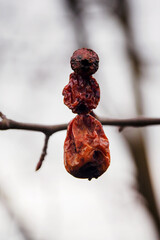 Canvas Print - Small rotting apples on a tree in winter.