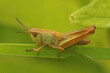 Closeup on the meadow grasshopper , Pseudochorthippus parallelus in green vegetation