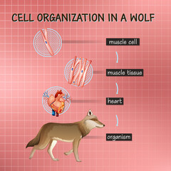 Canvas Print - Diagram showing cell organization in a wolf