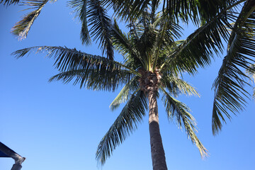 coconut palm tree