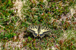 swallowtail butterfly in an alpine meadow in the Bernese Alps