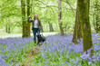 Mature Woman Throwing Stick For Black Labrador Dog On Spring Walk Through Bluebells In Countryside