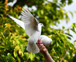 Weiße Tauben auf der Hand