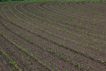 field with corn in spring. Parposts of plants began to grow in a straight line. Field of an agricultural enterprise