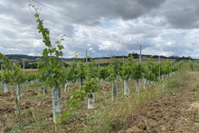 Biannual Grape Growth On Farm In France