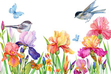 Irises And A Birds And Butterflies.Beautiful Floral Background For Postcards On An Isolated White Background