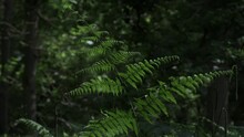 Common Ferns Growing In An English Woodland And Blowing In The Summer Breeze.