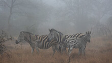 Zebras In Early Morning Mist