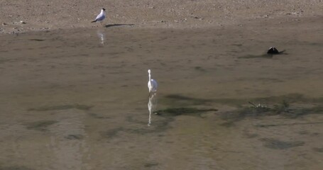 Canvas Print - Egretta Garzetta