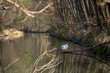 Zwei Schwäne in einem Seitenarm der Donau beim jagen