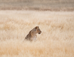 Sticker - Female Lion