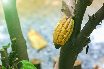 Wall Mural - Organic cocoa on cacao trees ready to be harvested