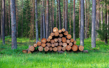 Cut tree trunks pile in the forest.