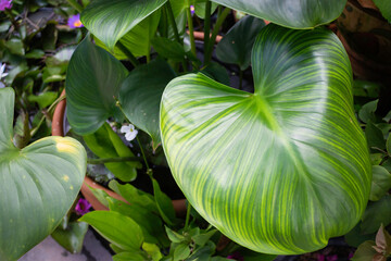 Green summer plant in outdoors market