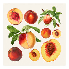 Hand Drawn Natural Fresh Peaches