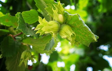 Young green hazel, hazelnuts growing on tree fruit nut harvest spring summer