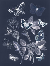Butterflies And Moths Vintage Design, Remix From Original Painting By William Forsell Kirby