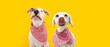 © Sandra - Banner two hungry dogs Straight licks wearing a checkered napkin, Isolated on yellow background. Eating concept
