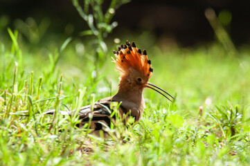 Poster - A hoopoe in the ground