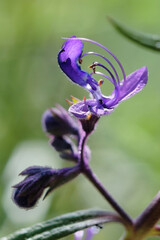 Wall Mural - beautiful purple trichostema lanatum flowers in a garden