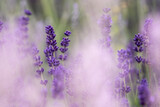 Fototapeta Kwiaty - Lavender flowers in bloom in a field. Different shades of lavender flower. Growing for aromatherapy. Natural photo. Macro