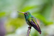 Roodstaartamazilia, Rufous-tailed Hummingbird, Amazilia tzacatl