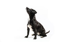 Small Black Dog Looking Isolated White Background