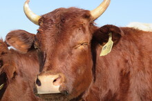 A Closeup Photo Of A Brown Cow Face With Horns And A Yellow Ear Tag, Looking Up While Squinting Its Eyes