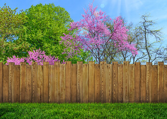 Wall Mural - spring bloom tree in backyard and wooden garden fence