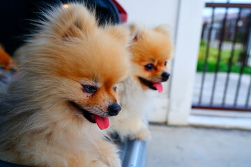 2 cute pom dogs in the back of the car