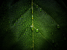 Closeup Of A Green Leaf With Dew