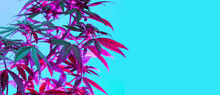 Long Banner With Vibrant Marijuana Foliage And Buds.  Cannabis Purple Leaves And Flowers On Blue Background. Background With Hemp Foliage In Colored Neon Light.
