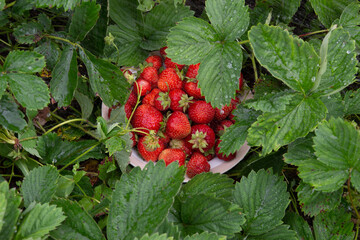 Wall Mural - strawberries in a bowl in garden flower bed