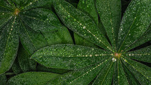
Water Droplets On Lupine Leaves