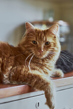 Portrait Of Ginger Cat